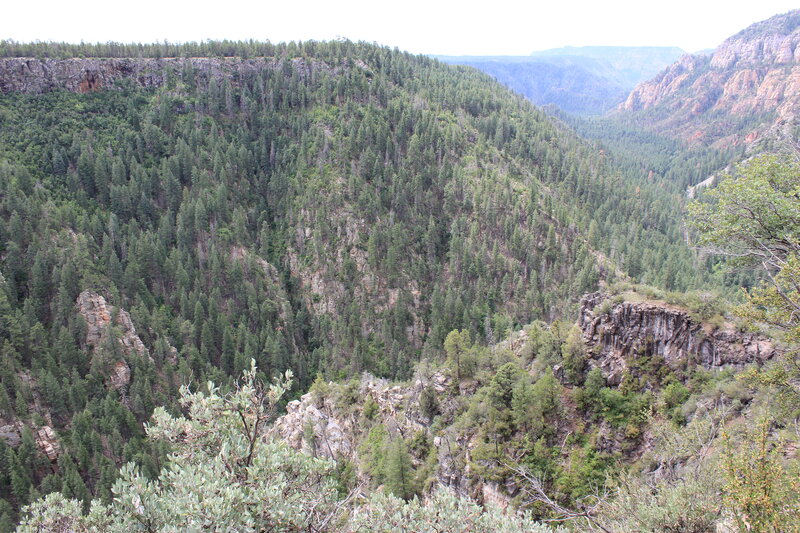 Forest-covered Canyon