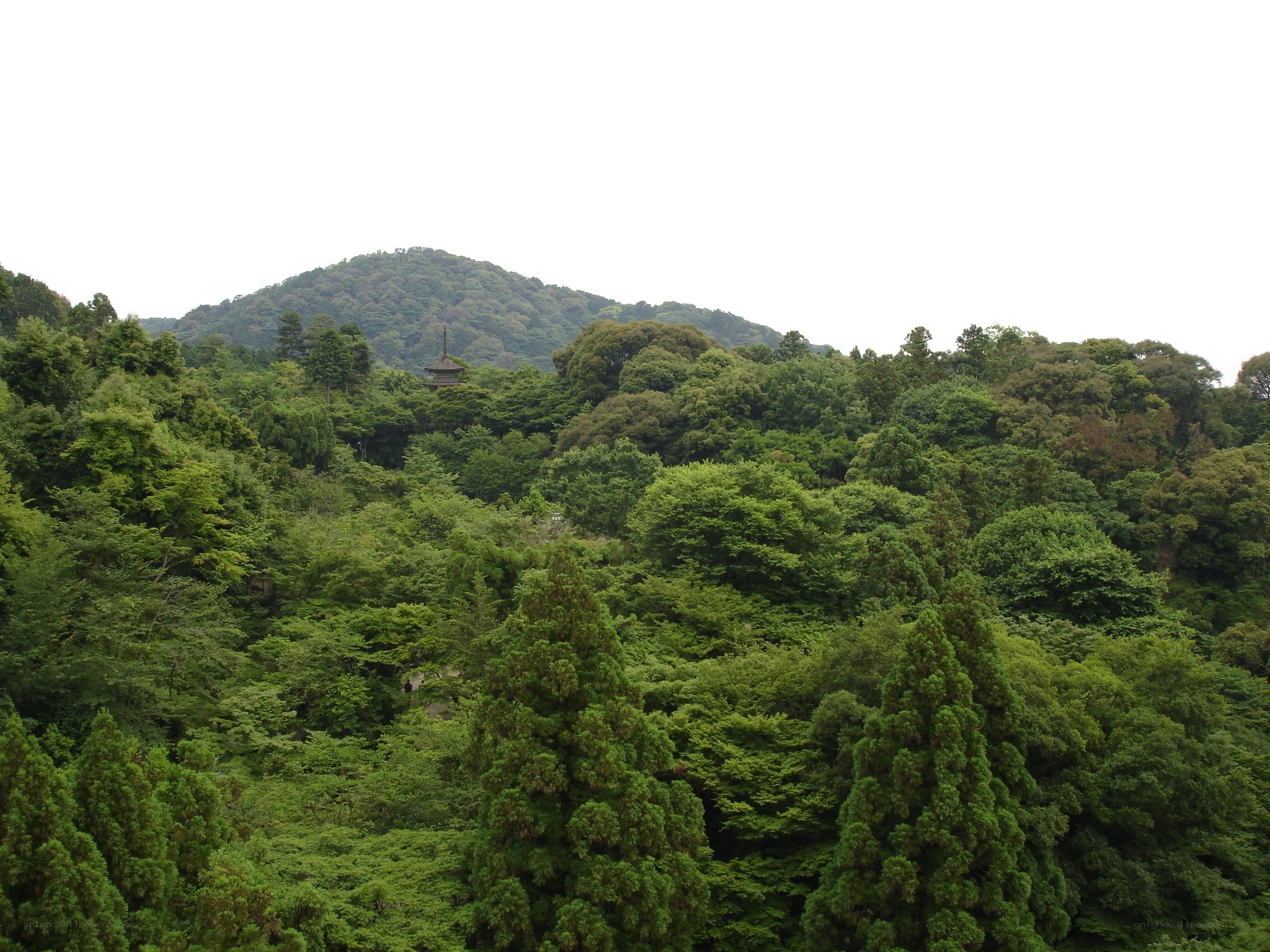forest-covered hill with pagoda