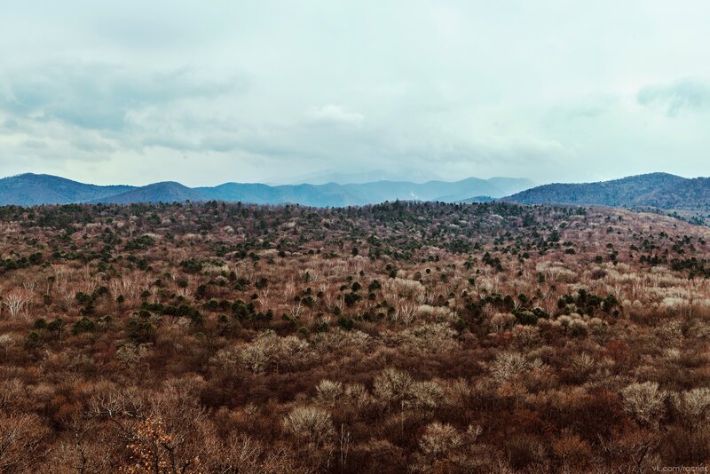 Forest-covered Hills — Brown, Serene