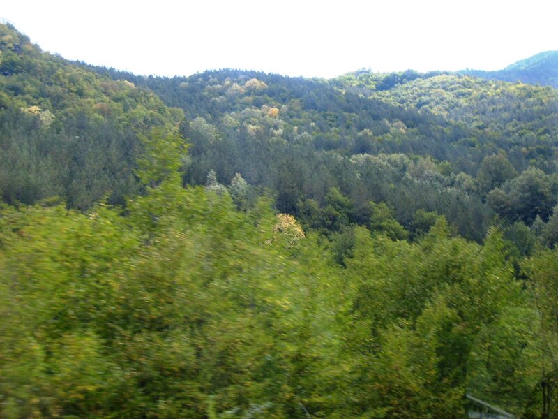 Forest-covered Hills — Green, Calm