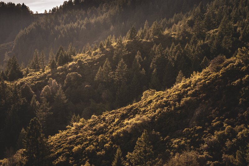 Forest-covered Hills — Green, Serene, Sunset