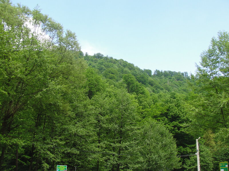 Forest-covered hillside