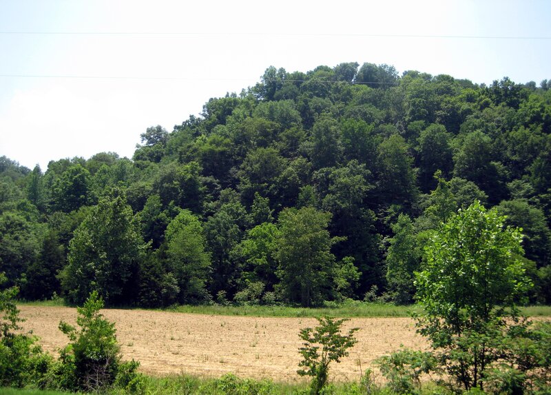 Forest-covered Hillside — Green, Calm, Afternoon