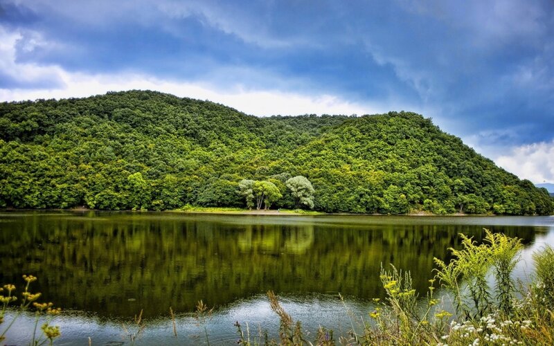 Forest-covered Hillside — Green, Serene, Afternoon