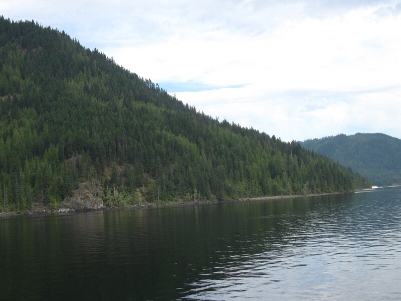 Forest-covered Hillside — Green