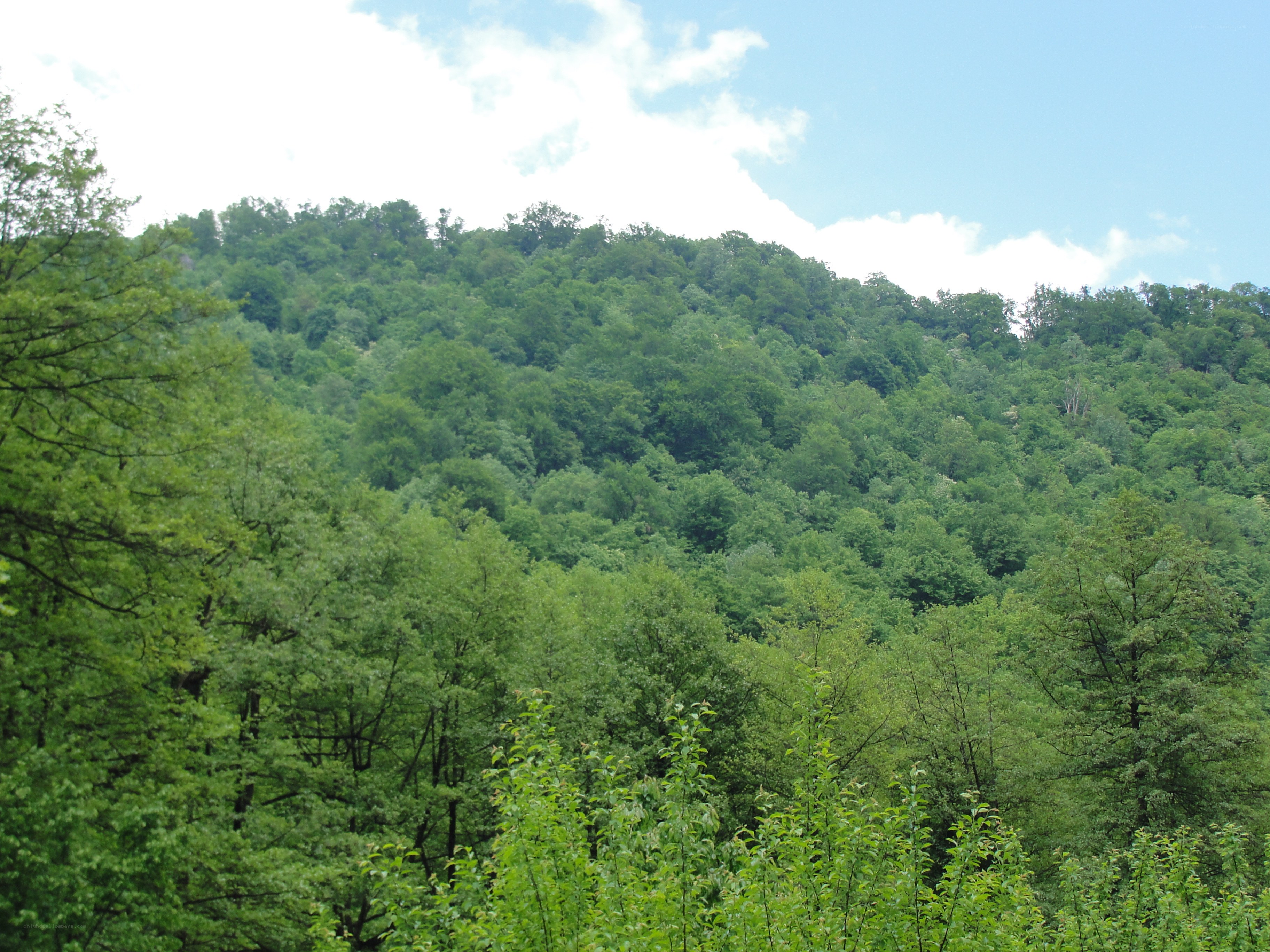 Forest-covered hillside under blue sky