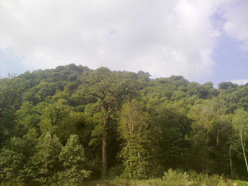 Forest-covered hillside under cloudy sky