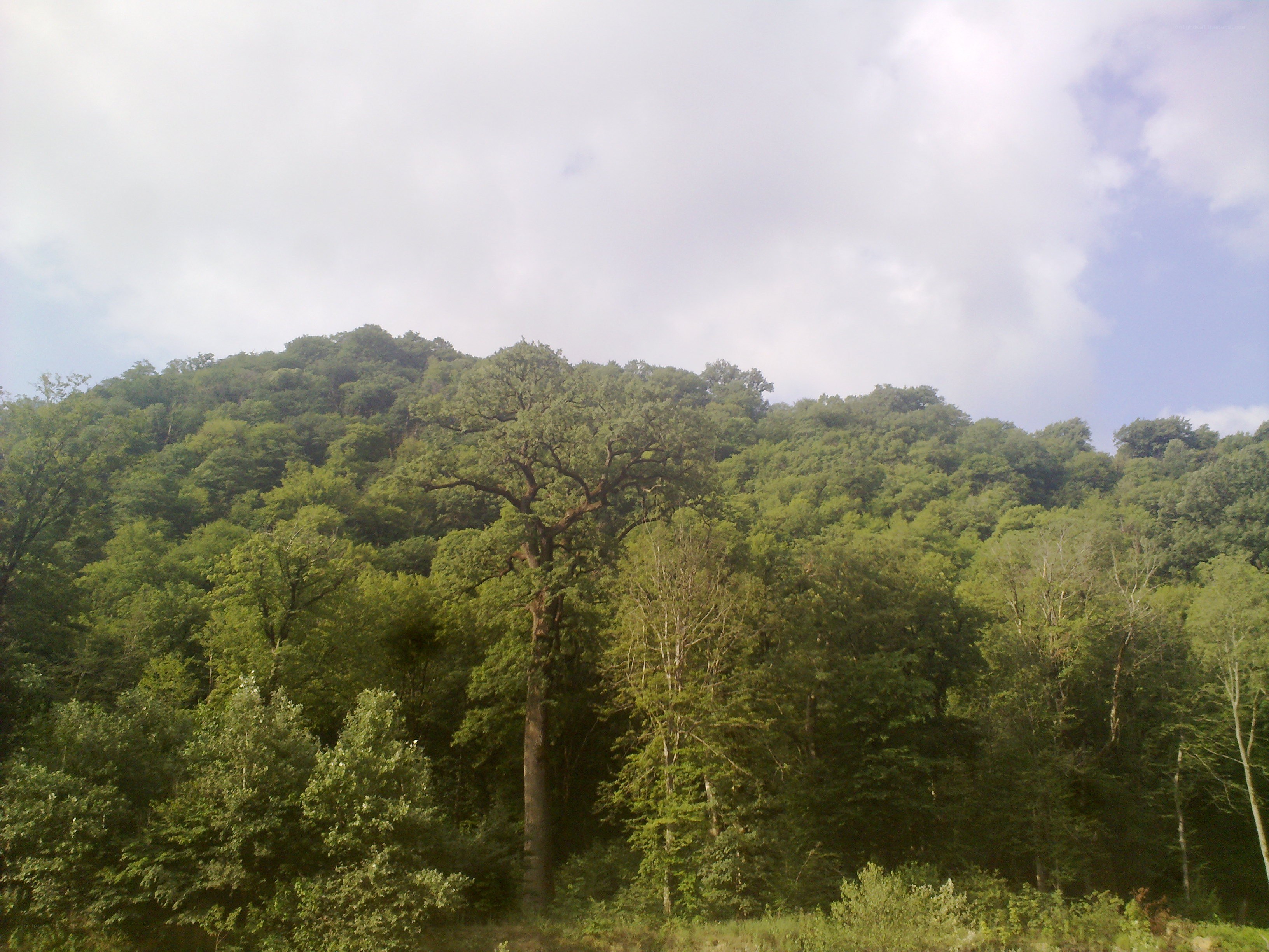 Forest-covered hillside under cloudy sky