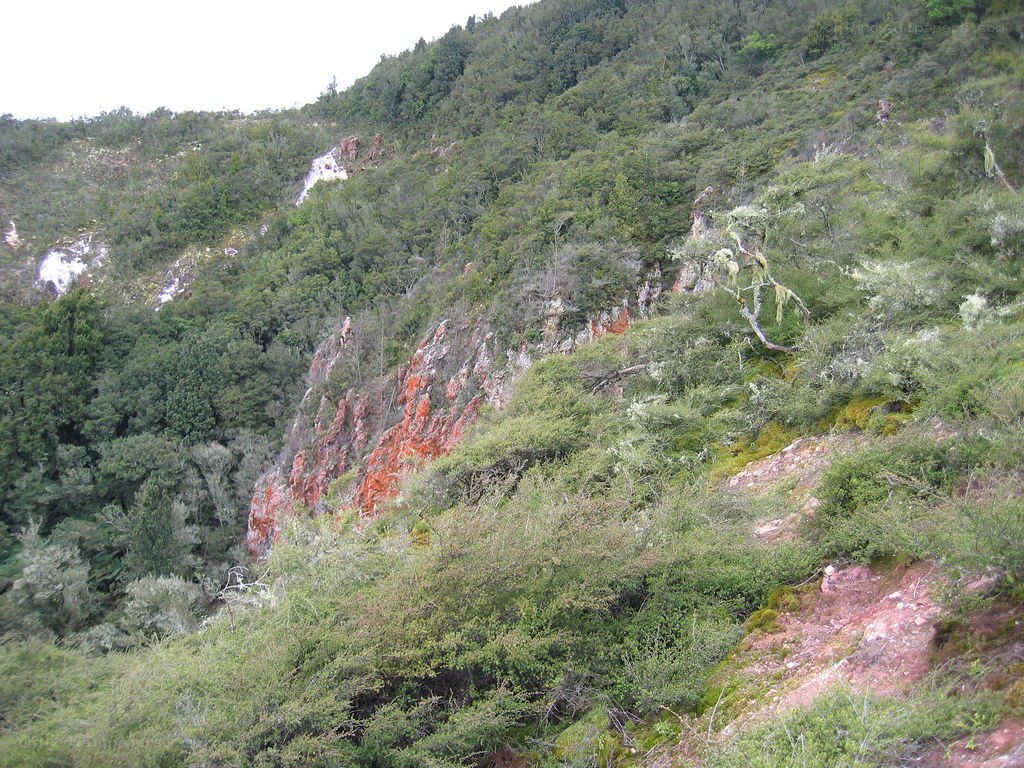 forest-covered hillside with rock outcrop