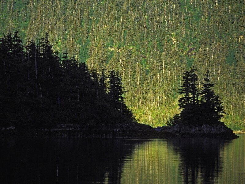 Forest-covered island in calm waters