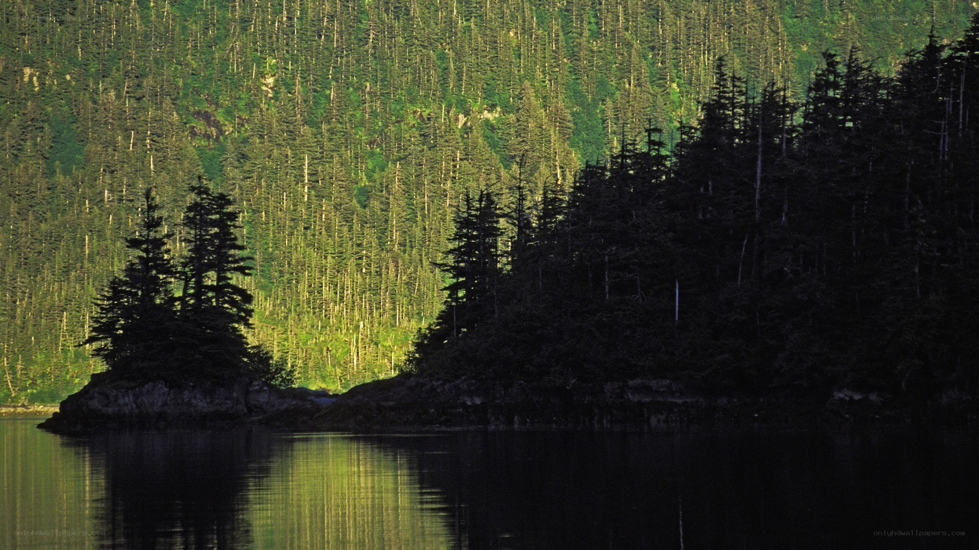 Forest-covered island in calm waters