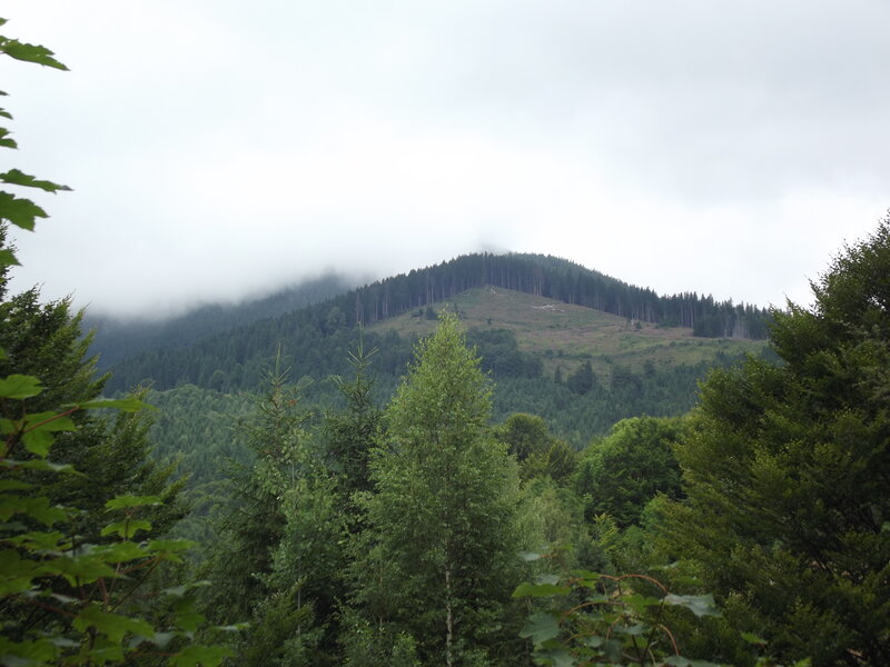 Forest-covered Mountain — Green, Overcast