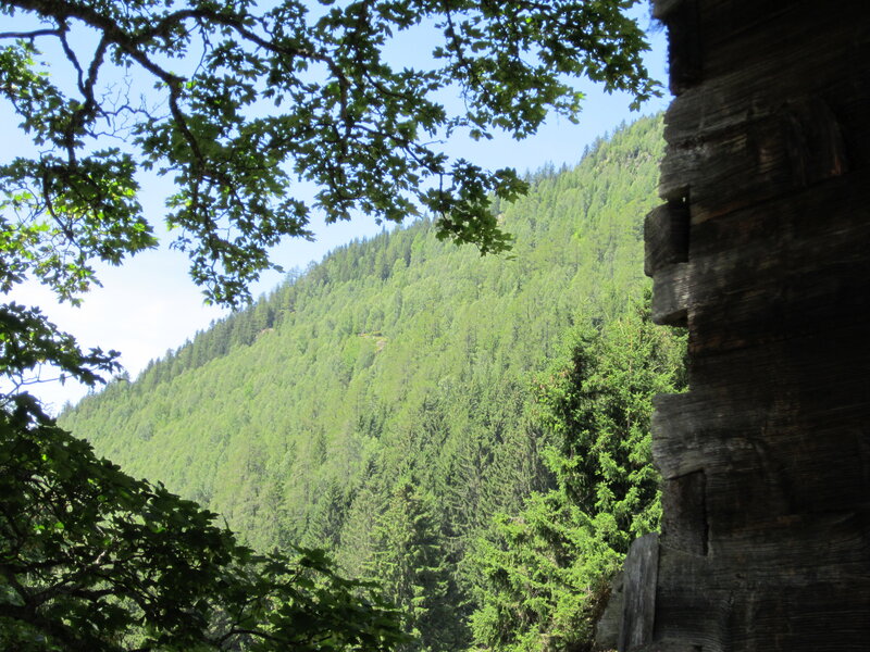 Forest-covered Mountain — Green, Serene, Afternoon, Photograph, Tree Branches
