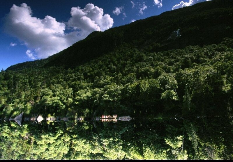 Forest-covered Mountain — Green