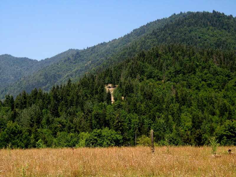 Forest-covered mountain landscape