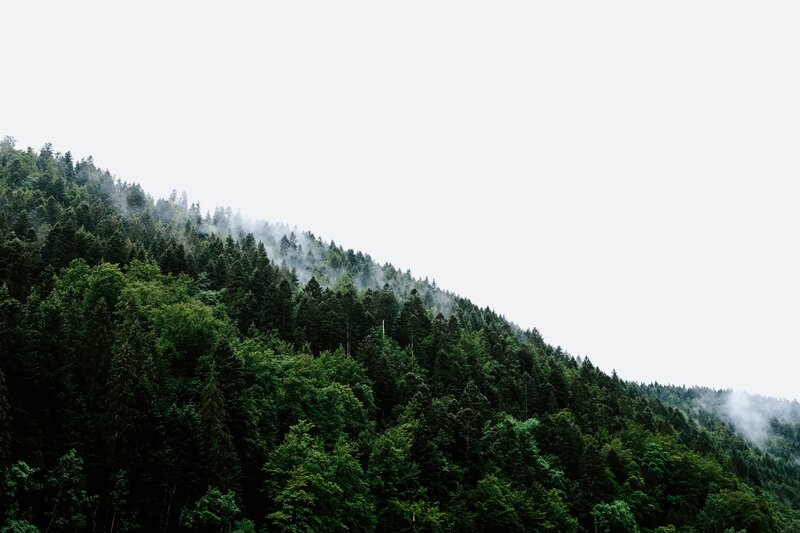 Forest-covered Mountain Slope — Green, Misty