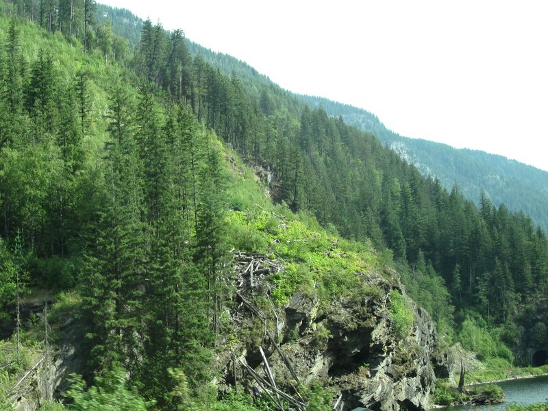 Forest-covered Mountain Slope — Green
