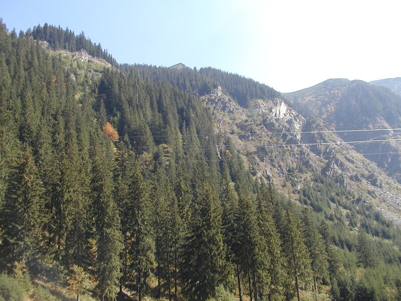 forest-covered mountain slope