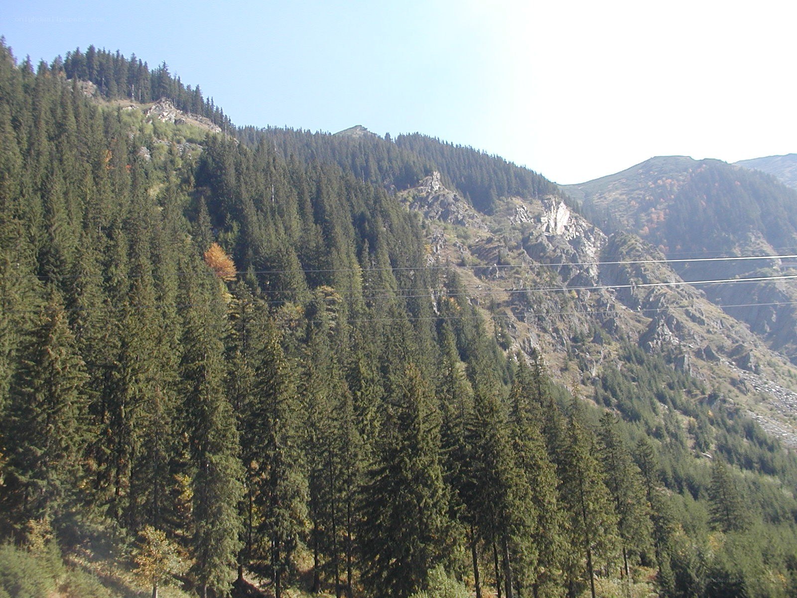 forest-covered mountain slope