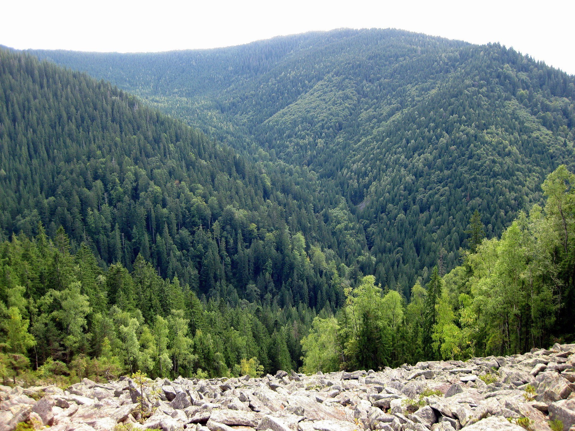 forest-covered mountain valley