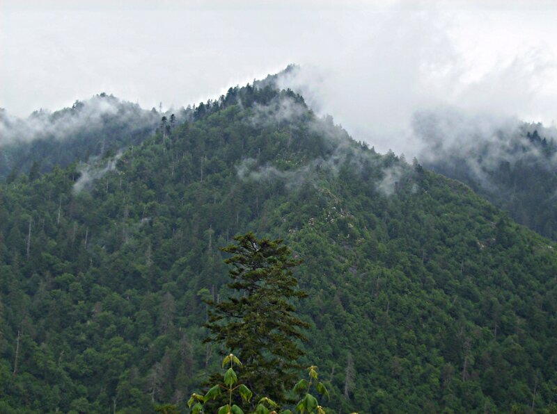Forest-covered mountain with mist