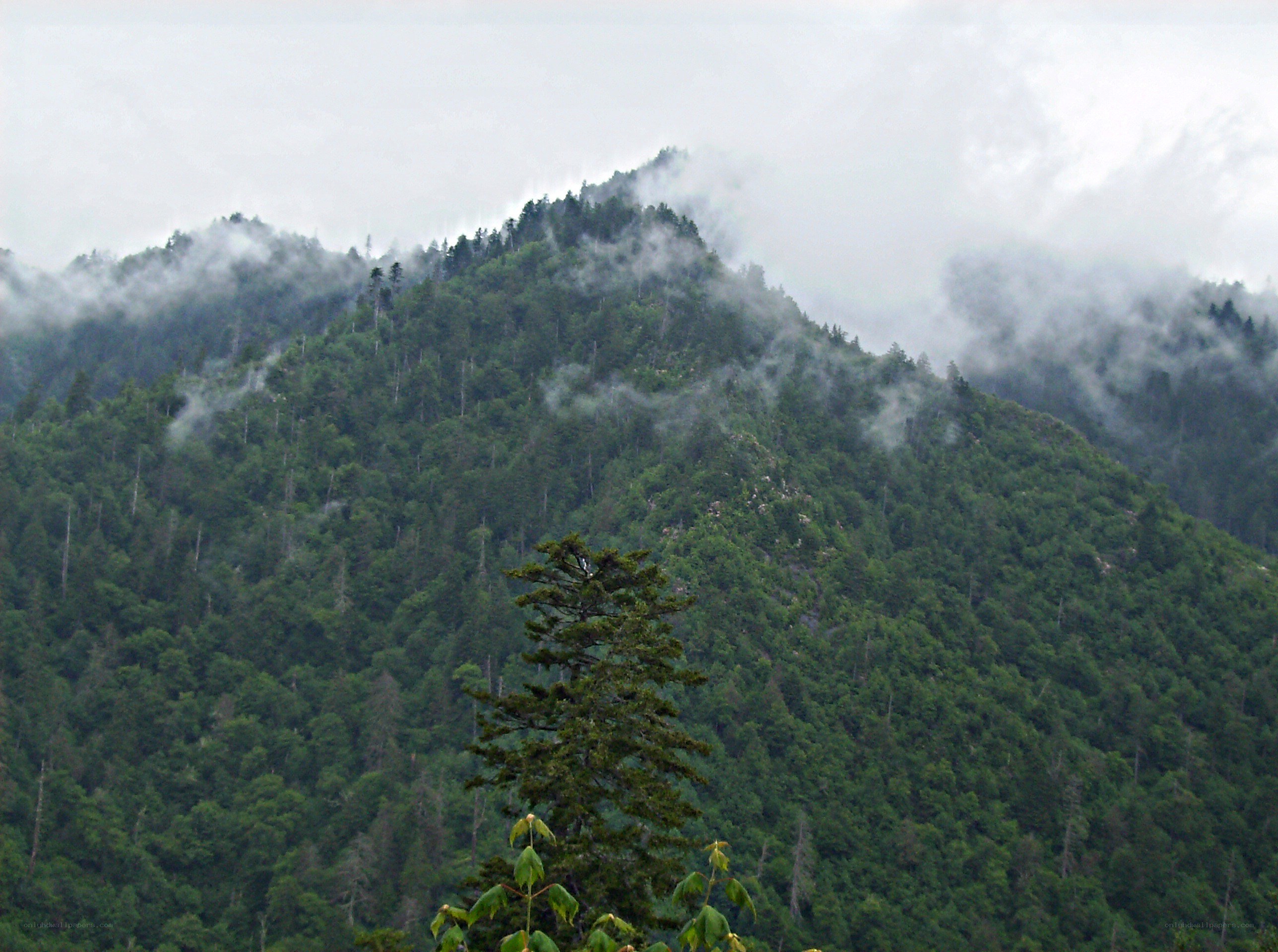 Forest-covered mountain with mist
