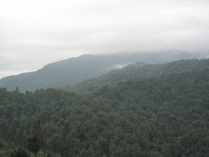 Forest-covered Mountains — Green, Misty, Photograph