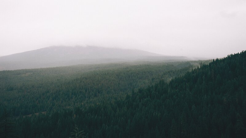 Forest-covered Mountains — Green, Misty