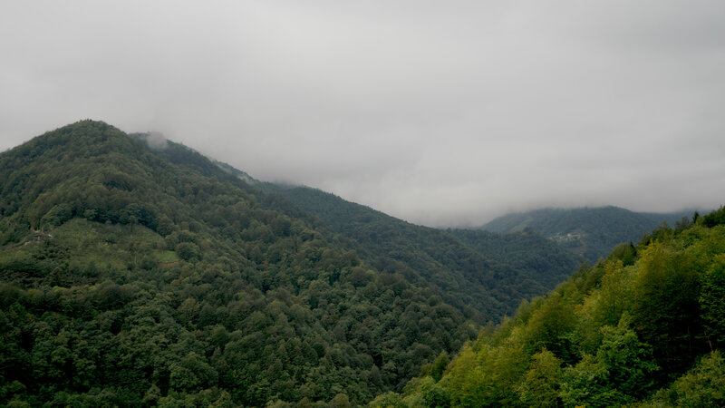 Forest-covered Mountains — Green, Overcast, Photograph