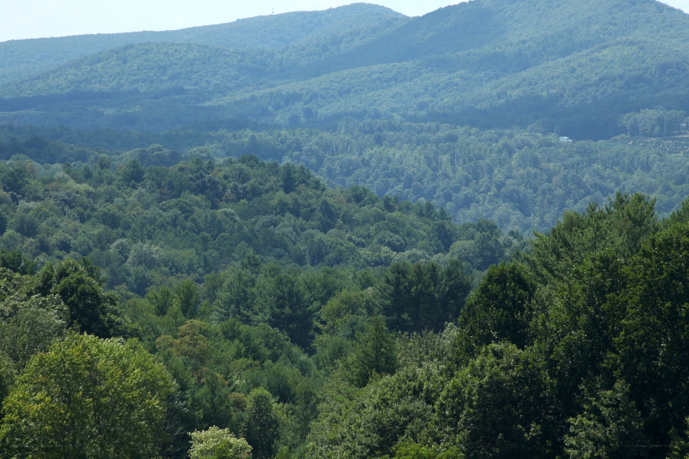 forest-covered mountains landscape