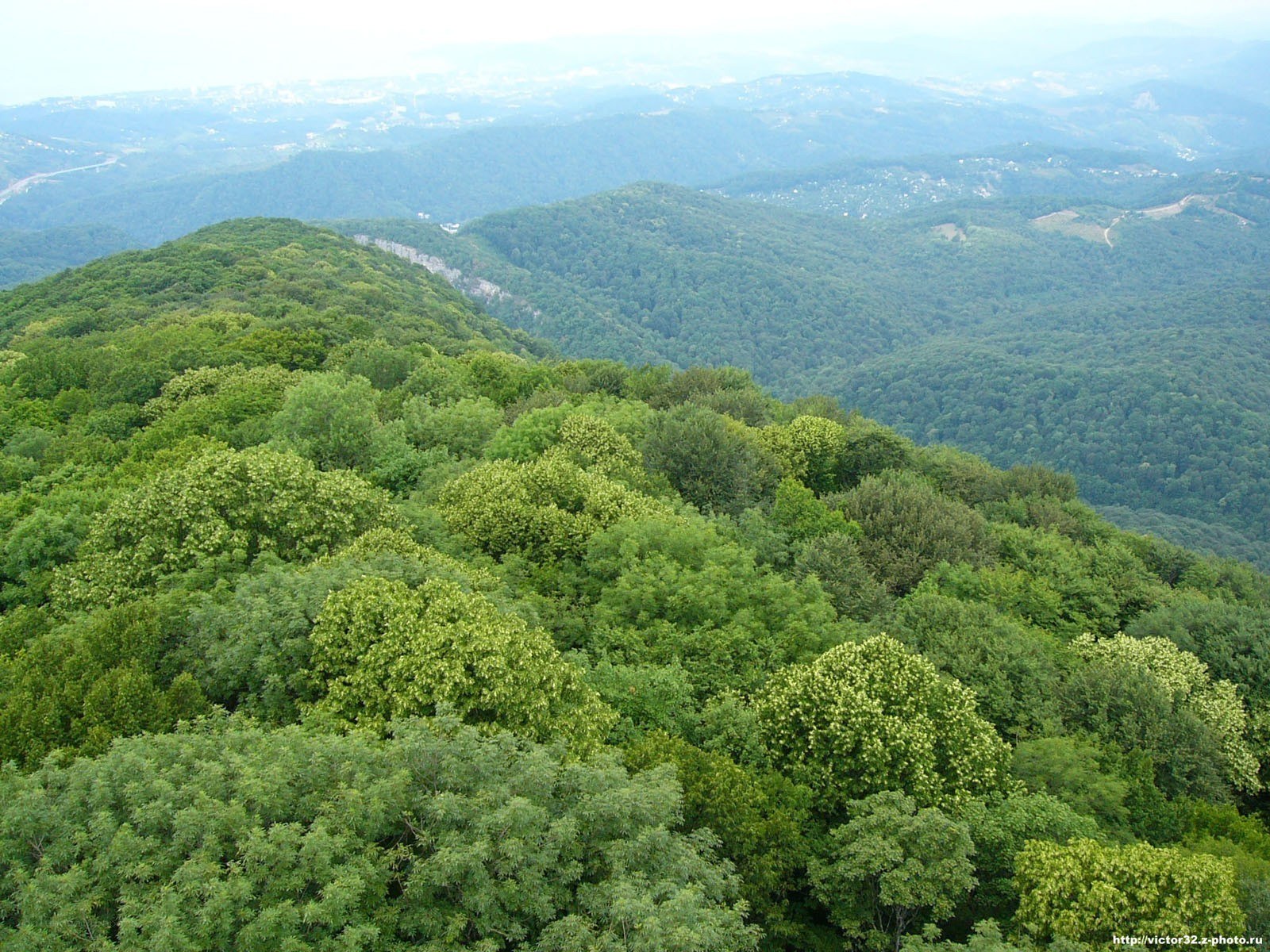 Forest-covered mountains landscape