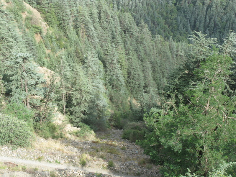Forest-covered Mountainside — Green