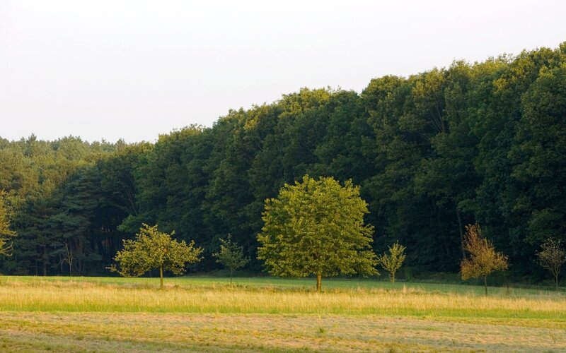 Forest edge with scattered trees