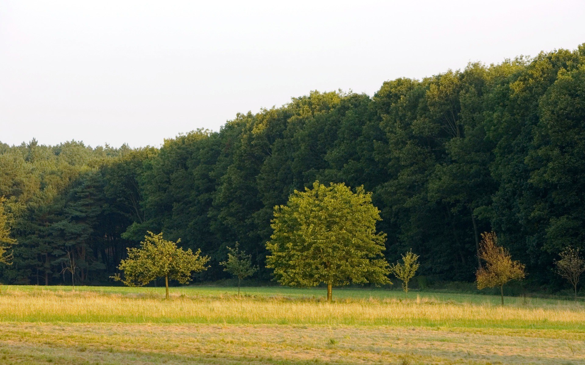 Forest edge with scattered trees