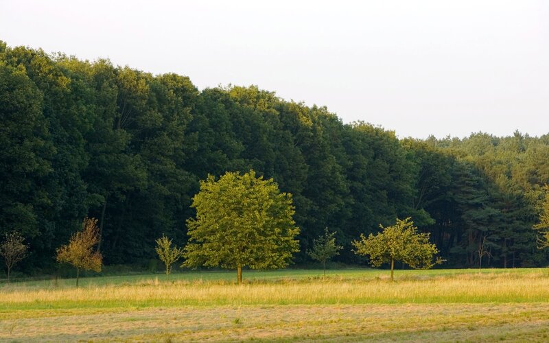 Forest edge with scattered trees