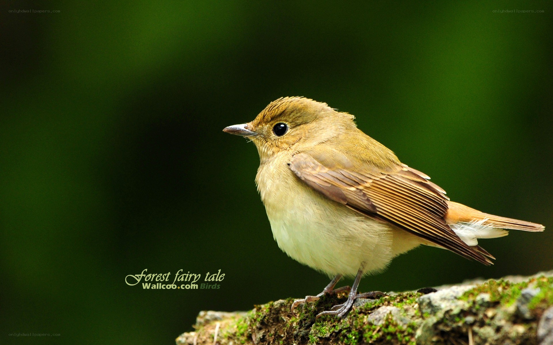 forest fairy tale bird