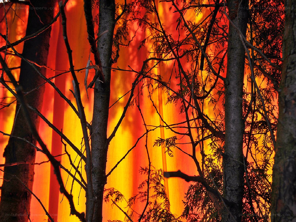 Forest fire at night