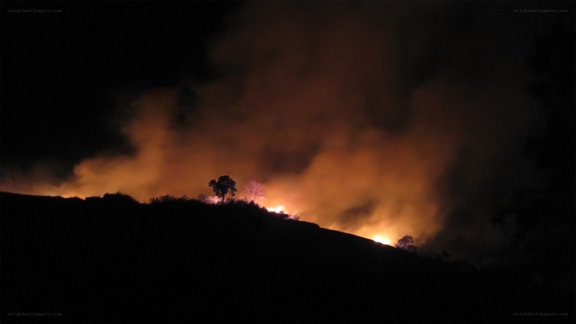 Forest fire at night