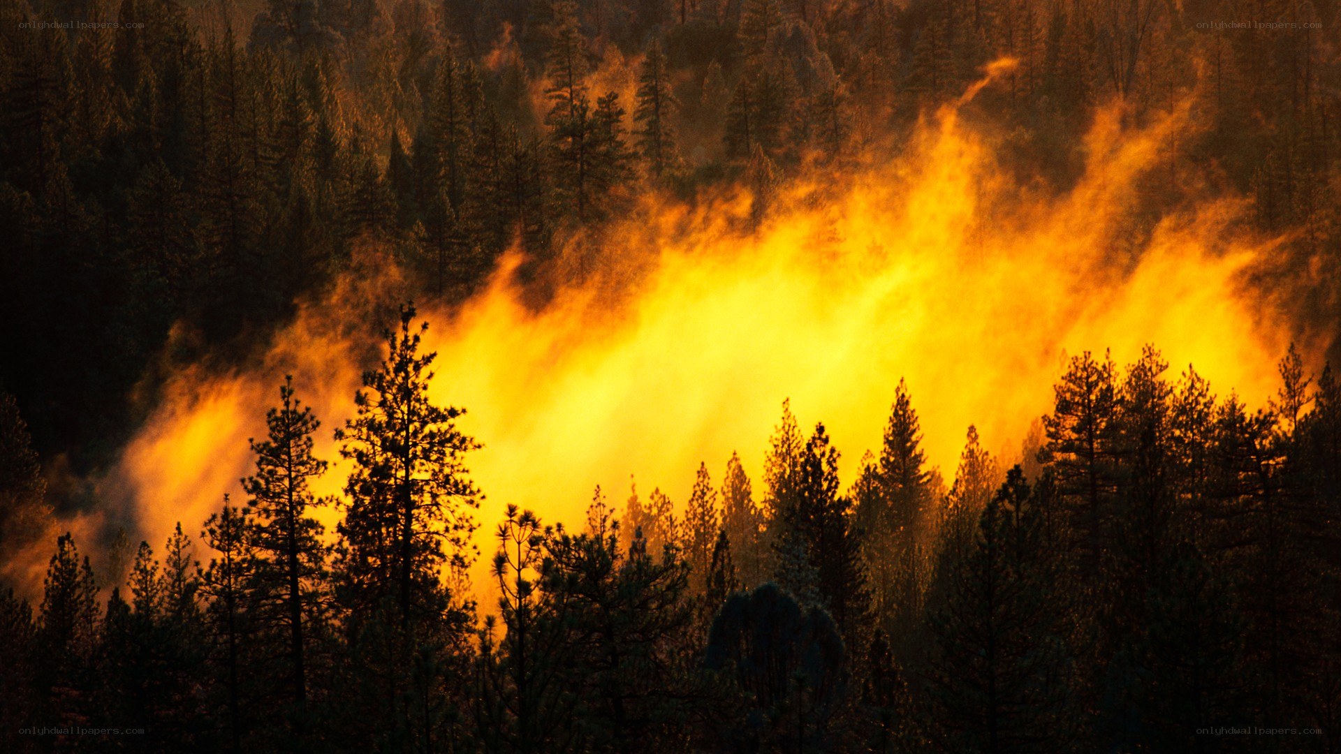 Forest fire at sunset