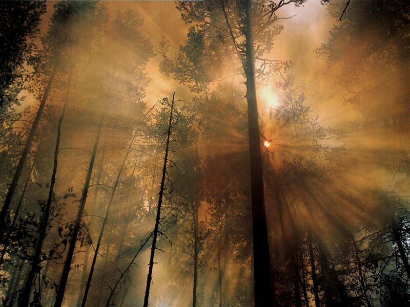 Forest Fire at Sunset — Orange
