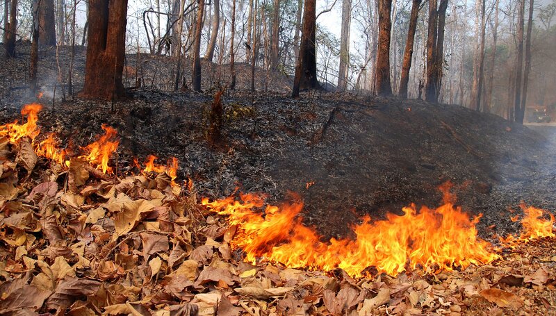 Forest Fire Burning Leaves — Orange
