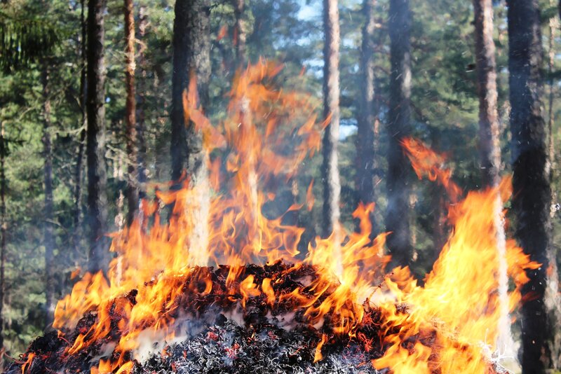 Forest Fire Burning — Orange, Dramatic, Afternoon