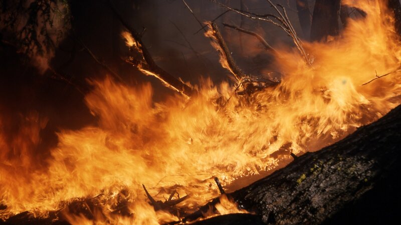 Forest Fire Burning — Orange, Dramatic, Night
