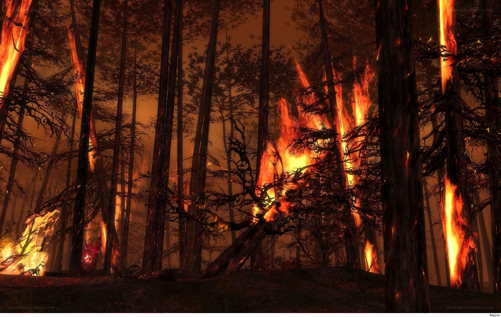 Forest fire in a dark woods