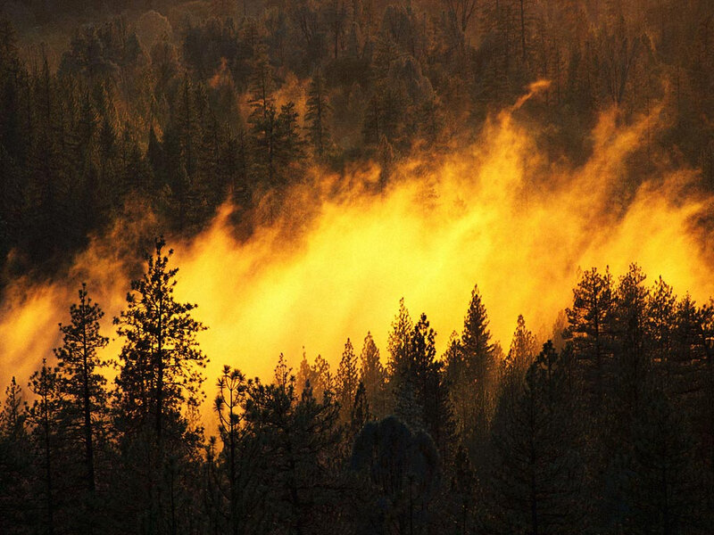 Forest Fire Smoke — Yellow, Dramatic