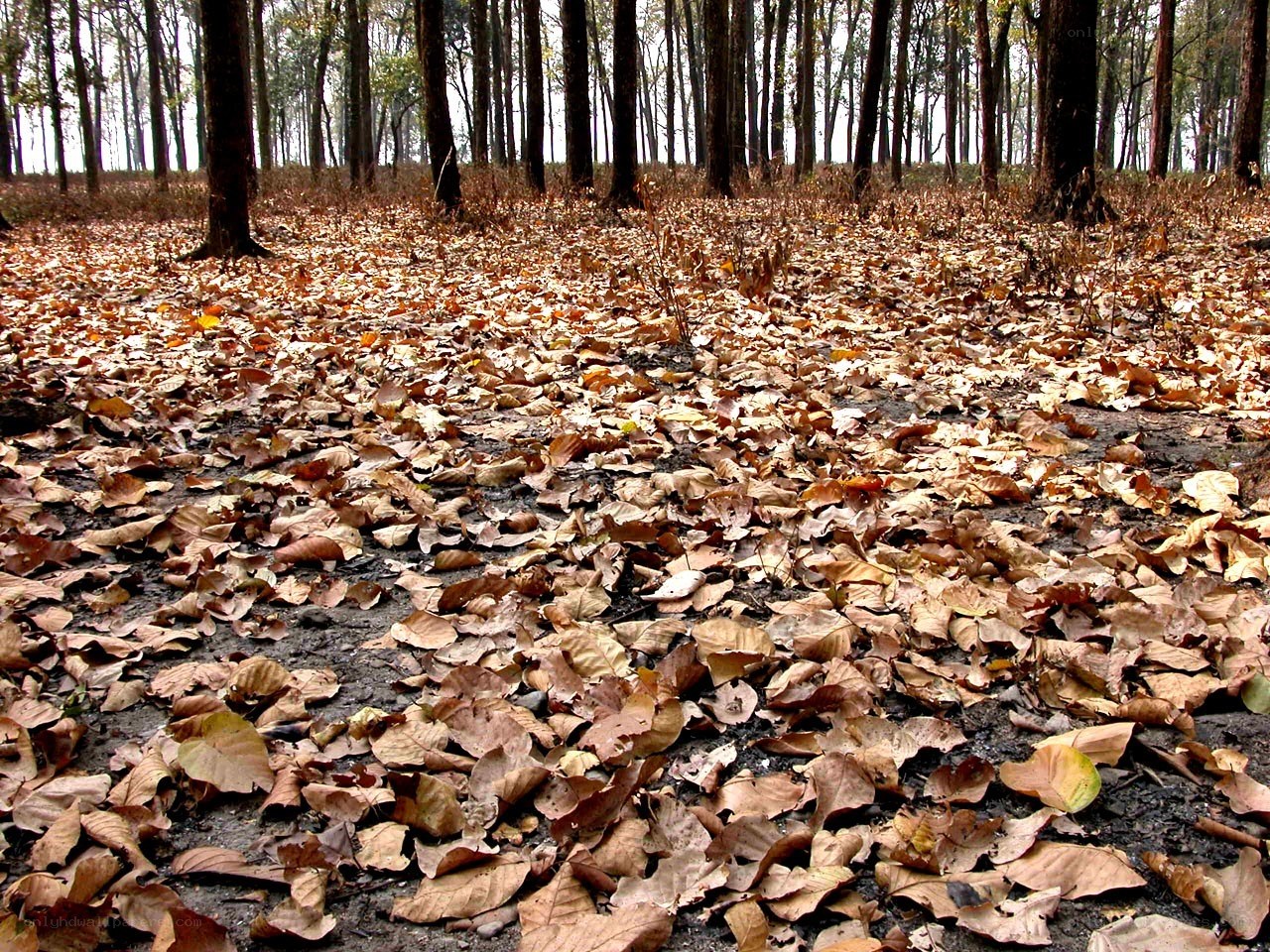 Forest floor covered in fallen leaves