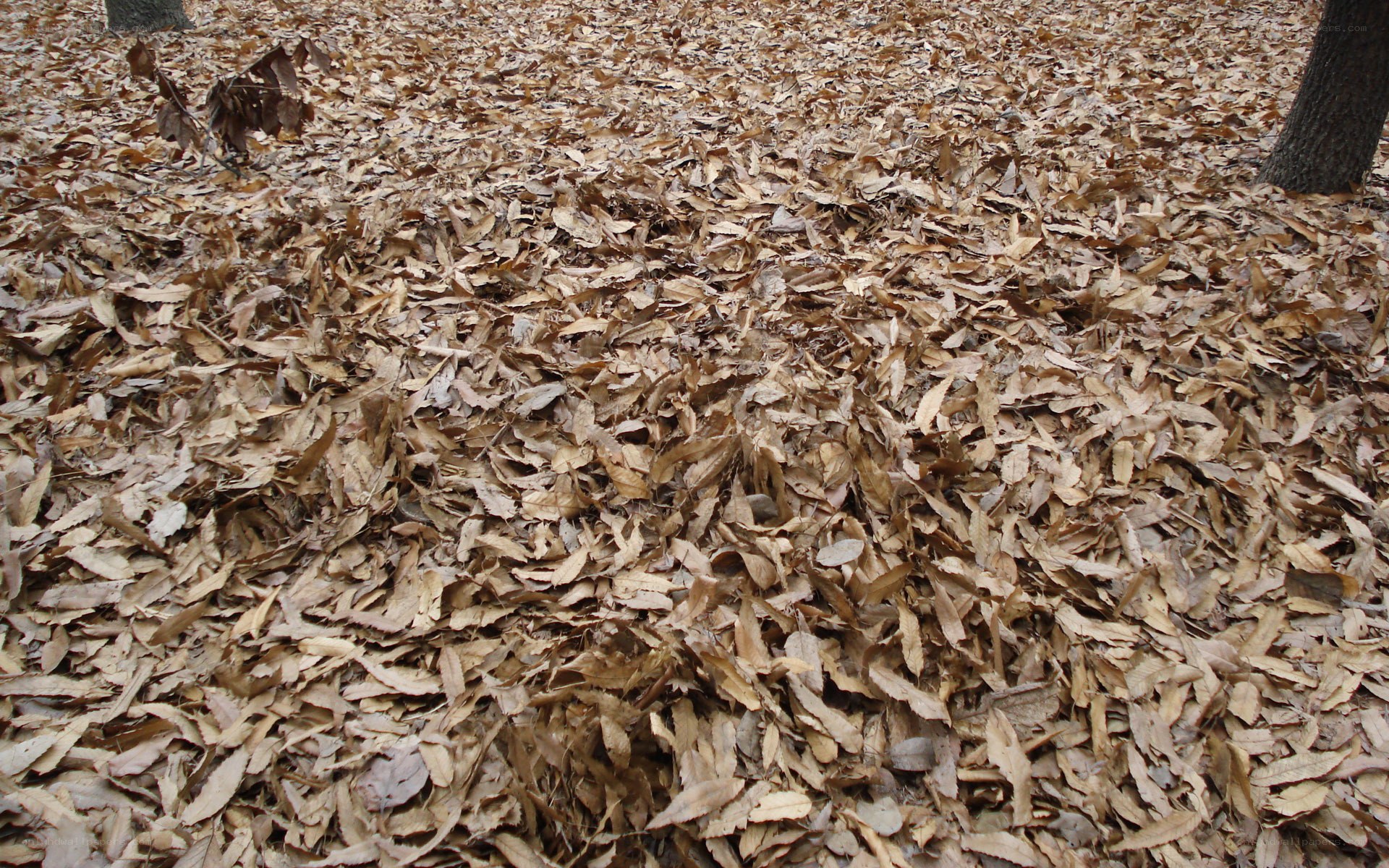 forest floor covered in fallen leaves