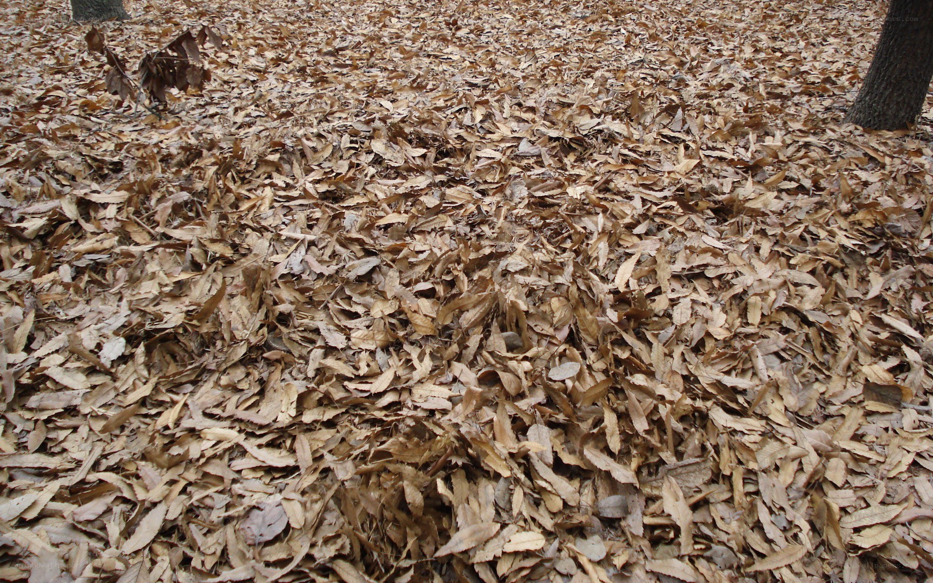 forest floor covered in leaves