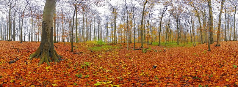 Forest Floor Covered in Leaves — Orange