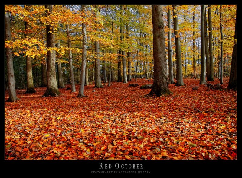 Forest Floor Covered in Leaves — Red